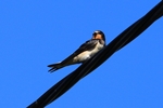 Junge Rauchschwalbe (Hirundo rustica)