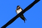 Junge Rauchschwalbe (Hirundo rustica)