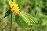 Zitronenfalter (Gonepteryx rhamni)
