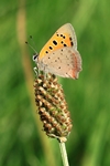 Kleiner Feuerfalter (Lycaena phlaeas)