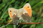 Kleines Wiesenv&ouml;gelchen - Paarung (Coenonympha pamphilus)