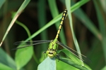 Gr&uuml;ne Flu&szlig;jungfer (Ophiogomphus cecilia) - M&auml;nnchen