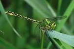 Gr&uuml;ne Flu&szlig;jungfer (Ophiogomphus cecilia) - M&auml;nnchen