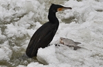 Kormoran (Phalacrocorax carbo)