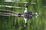 Haubentaucher auf dem Nest