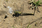 Westliche Keiljungfer (Gomphus pulchellus) - M&auml;nnchen