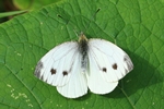 Kleiner Kohlwei&szlig;ling (Pieris rapae) - Weibchen
