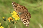 Kaisermantel (Argynnis paphia) - Weibchen - Form valesina