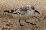 Sanderling (Calidris alba)