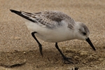 Sanderling (Calidris alba)