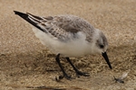 Sanderling (Calidris alba)