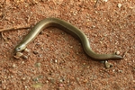Blindschleiche (Angius fragilis)