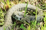Barrenringelnatter (Natrix natrix helvetica)