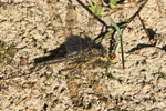 Ein altes Blaupfeil-Weibchen hat eine weibliche Heidelibelle erbeutet