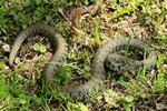 Barrenringelnatter (Natrix natrix helvetica)