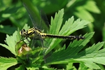 Gemeine Keiljungfer (Gomphus Vulgatissimus) - Weibchen