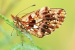 Magerrasen-Perlmuttfalter (Boloria dia)