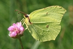 Zitronenfalter (Gonepteryx rhamni)