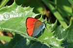Gro&szlig;er Feuerfalter (Lycaena dispar)