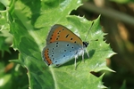 Gro&szlig;er Feuerfalter (Lycaena dispar)