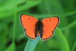 Gro&szlig;er Feuerfalter (Lycaena dispar)