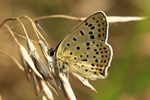 Brauner Feuerfalter (Lycaena tityrus) - Unterseite M&auml;nnchen