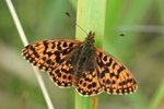 Magerrasen-Perlmuttfalter (Boloria dia)