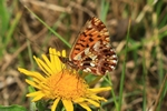 Magerrasen-Perlmuttfalter (Boloria dia)