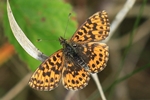 Magerrasen-Perlmuttfalter (Boloria dia)