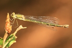 Kleine Binsenjungfer - Weibchen