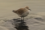 Knutt (Calidris canutus)