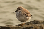 Knutt (Calidris canutus)