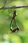 Falkenlibelle (Cordulia aenea) - Paarungsrad