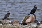 Kormorane im Brutkleid (Phalacrocorax carbo)