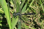 Gemeine Keiljungfer (Gomphus Vulgatissimus) - M&auml;nnchen