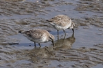 Knutt (Calidris canutus)