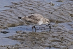 Knutt (Calidris canutus)
