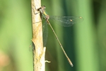 Weidenjungfer - M&auml;nnchen