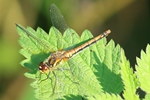 Schwarze Heidelibelle - Weibchen