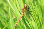 Sumpf-Heidelibelle - Weibchen