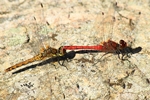 Blutrote Heidelibelle - Tandem
