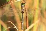 Gl&auml;nzende Smaragdlibelle (Somatochlora metallica) - M&auml;nnchen