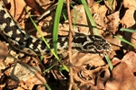 Kreuzotter (Vipera berus)