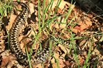Kreuzotter (Vipera berus)