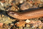 Blindschleiche (Angius fragilis)
