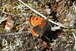 Kleiner Feuerfalter (Lycaena phlaeas)