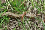 Blindschleiche (Angius fragilis)