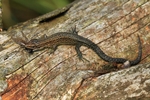Waldeidechse (Zootoca vivipara)