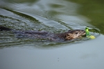 Nutria (Myocastor coypus)