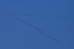 W&auml;hrend der Zugzeiten sieht man G&auml;nse immer wieder im perfekten Formationsflug